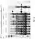 Fig. 12 - Combinatorial photo-controlled spatial sequencing and labeling