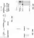 Fig. 17 - Combinatorial photo-controlled spatial sequencing and labeling