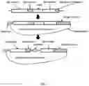 Fig. 07 - Recombinant fusion proteins and libraries from immune cell repertoires