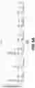 Fig. 09 - CROSS-LINKED EPITOPES AND METHODS OF USE THEREOF