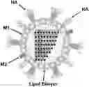 Fig. 01 - HA-specific influenza virus attenuated vaccine comprising mutations in segment 7, and uses therefor