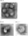 Fig. 07 - HA-specific influenza virus attenuated vaccine comprising mutations in segment 7, and uses therefor
