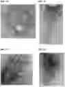 Fig. 08 - HA-specific influenza virus attenuated vaccine comprising mutations in segment 7, and uses therefor