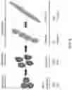 Fig. 07 - Gapmers and methods of using the same for the treatment of muscular dystrophy