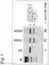 Fig. 02 - Oligonucleotide comprising an inosine for treating DMD