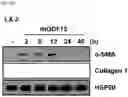 Fig. 18 - COMPOSITION FOR PREDICTING OR DIAGNOSING LIVER DISEASE, AND LIVER DISEASE PREDICTION OR DIAGNOSIS METHOD USING SAME
