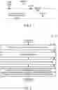 Fig. 07 - Holographic image generated based on eye position