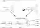 Fig. 17 - Carbohydrate conjugates as delivery agents for oligonucleotides