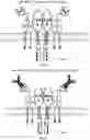 Fig. 06 - Programmable immunocyte receptor complex system