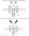 Fig. 07 - Programmable immunocyte receptor complex system