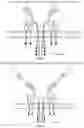 Fig. 22 - Programmable immunocyte receptor complex system