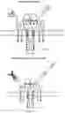 Fig. 35 - Programmable immunocyte receptor complex system
