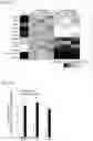 Fig. 09 - Differentiation-promoted pluripotent stem cell and use thereof