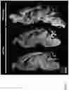 Fig. 02 - Methods and compositions for enhancing functional myelin production