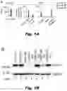 Fig. 02 - Methods of treating Danon disease