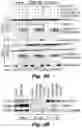 Fig. 07 - Methods of treating Danon disease