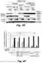 Fig. 12 - Methods of treating Danon disease