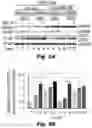 Fig. 13 - Methods of treating Danon disease