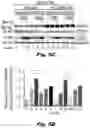 Fig. 14 - Methods of treating Danon disease