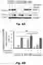 Fig. 15 - Methods of treating Danon disease