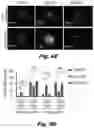Fig. 16 - Methods of treating Danon disease