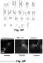 Fig. 24 - Methods of treating Danon disease