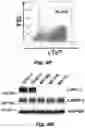 Fig. 26 - Methods of treating Danon disease