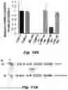 Fig. 35 - Methods of treating Danon disease