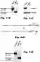 Fig. 36 - Methods of treating Danon disease