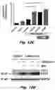Fig. 40 - Methods of treating Danon disease