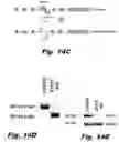 Fig. 45 - Methods of treating Danon disease