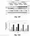 Fig. 46 - Methods of treating Danon disease