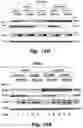 Fig. 47 - Methods of treating Danon disease