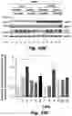 Fig. 50 - Methods of treating Danon disease