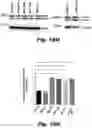 Fig. 54 - Methods of treating Danon disease