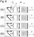 Fig. 08 - OPTICAL ZOOM DEVICE WITH FOCUS TUNABLE LENS CORES