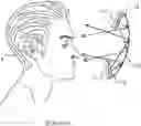Fig. 01 - Display system providing concentric light field and monocular-to-binocular hybridization