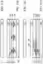 Fig. 14 - LIQUID CRYSTAL DISPLAYS AND METHODS FOR MANUFACTURING THE SAME