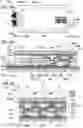 Fig. 10 - Display panel with curved display portion and electronic device