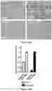 Fig. 19 - Platform for generating safe cell therapeutics