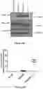 Fig. 30 - Platform for generating safe cell therapeutics