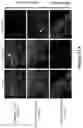 Fig. 33 - Platform for generating safe cell therapeutics