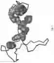 Fig. 12 - CORONAVIRUSES EPITOPE-BASED VACCINES