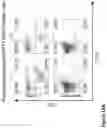 Fig. 41 - Compound chimeric antigen receptor (cCAR) targeting multiple antigens, compositions and methods of use thereof