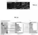 Fig. 07 - ENGINEERED CARDIOMYOCYTES AND USES THREOF