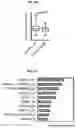Fig. 35 - ENGINEERED CARDIOMYOCYTES AND USES THREOF