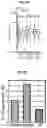 Fig. 43 - ENGINEERED CARDIOMYOCYTES AND USES THREOF