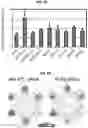 Fig. 45 - ENGINEERED CARDIOMYOCYTES AND USES THREOF