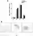 Fig. 02 - Amplifying Beta Cell Differentiation with Small Molecules BET (Bromodomain And Extraterminal Family Of Bromodomain-Containing Proteins) Inhibitors