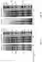 Fig. 15 - Methods and compositions for stabilizing trans-splicing intein modified proteases